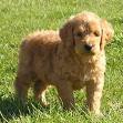 Goldendoodle 6.jpg