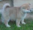 Akita inu 4.jpg