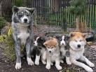 Akita inu 8.jpg