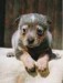 Australský honácký pes.jpg