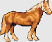 Kůň nebo Koně.gif